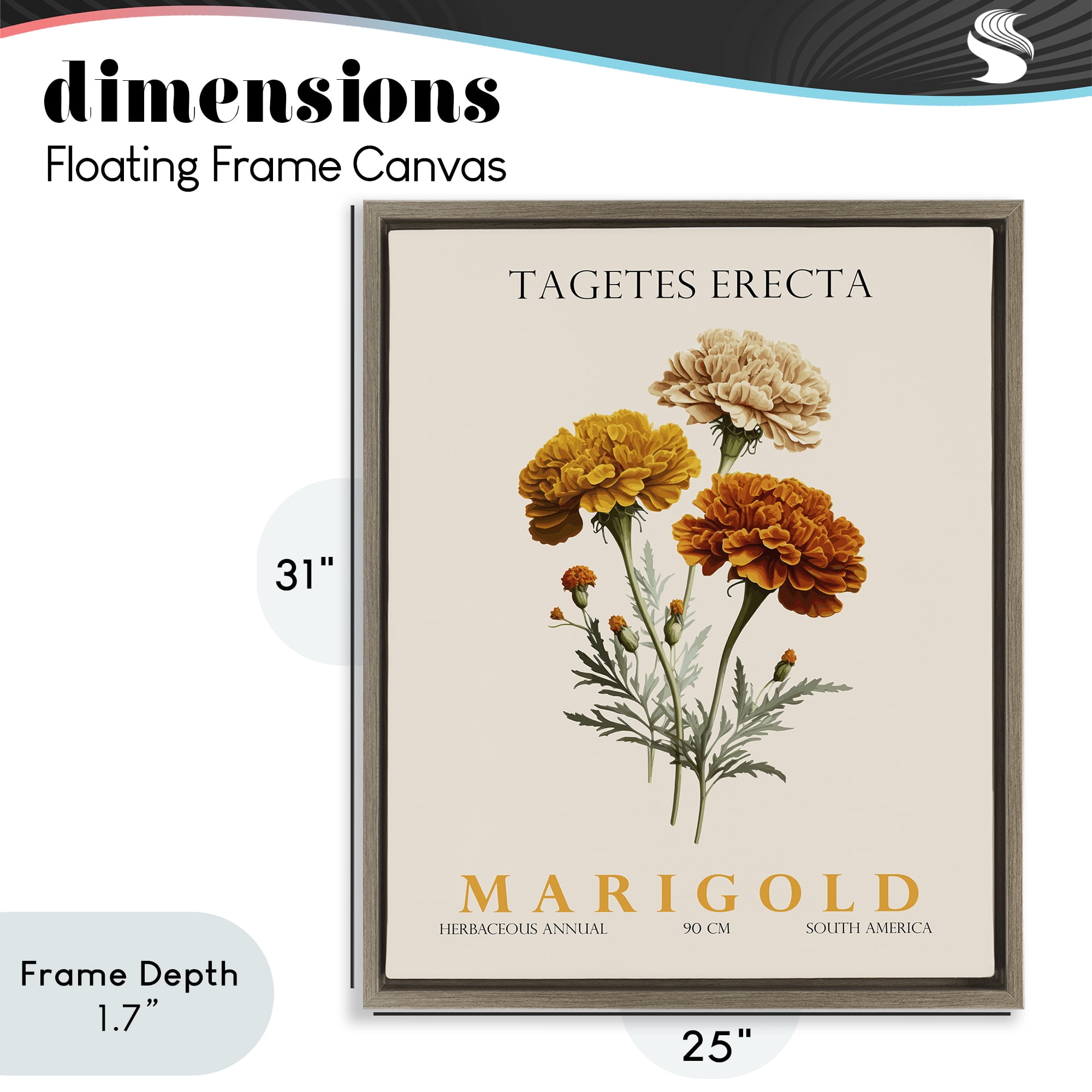Stupell Industries Natural Marigold Bundle Brown Framed Floater Canvas Wall Art, design by Christopher Giampietro