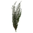 thumbnail image 1 of Vickerman H3LPL150 25-36 Po. Lepto Longifolia Vert - Ensemble de 6-7 oz, 1 of 1