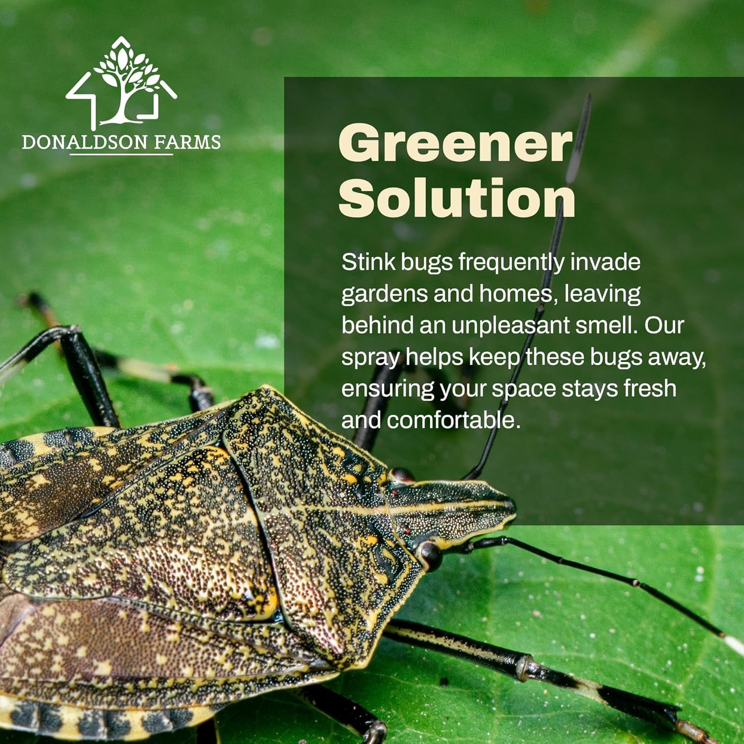 Donaldson Farms Stink Bug Killer Spray, 16 oz