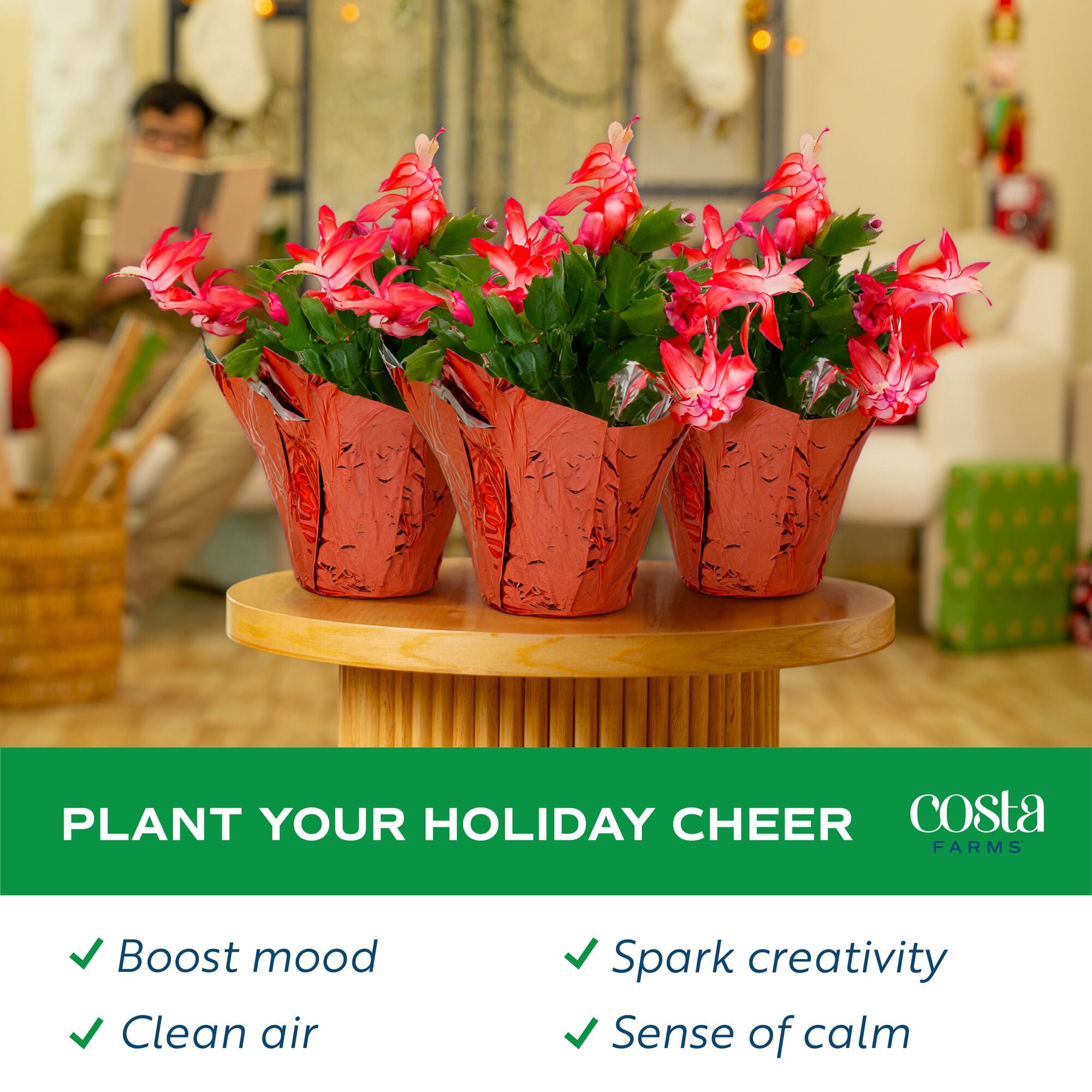 Costa Farms 8" Tall, Holiday Cactus, Bright Indirect Sunlight, Indoor Live House Plants, 3-Pk