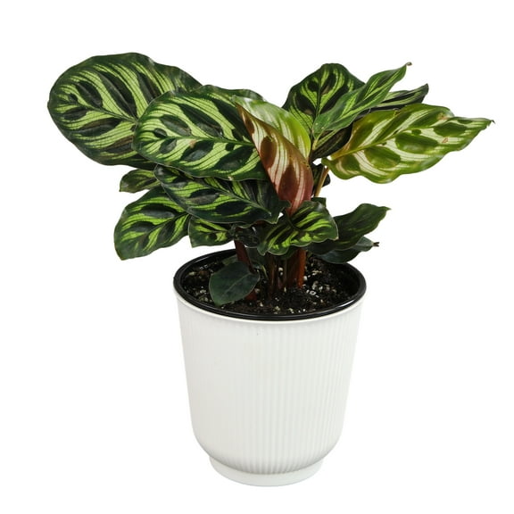 Calathea Makoyana, Pet-Safe Houseplant | 4.25in Decor Pot; Indirect Light | Element by Altman Plants