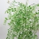 thumbnail image 3 of Flores Artificiales 1 Pieza Colgando Sauce Llorón Vid Plantas de Hiedra Flores Artificiales para La Decoración de para hogar Flores Artificial Blanco verde Gloria Sauces llorones artificiales, 3 of 9