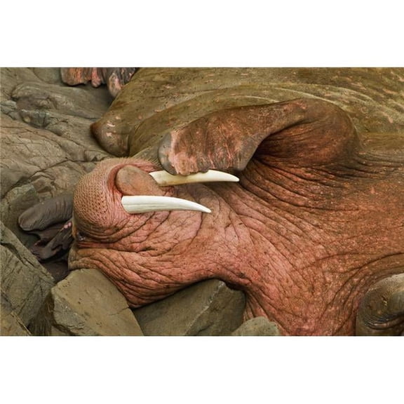 Posterazzi Close Up of A Pacific Walrus Poster Print - 19 x 12 in.