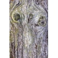 thumbnail image 2 of Jaynes Gallery 11x14 Gold Ornate Wood Framed with Double Matting Museum Art Print Titled - USA-Washington State-Fort Flagler State Park Weathered driftwood close-up, 2 of 4