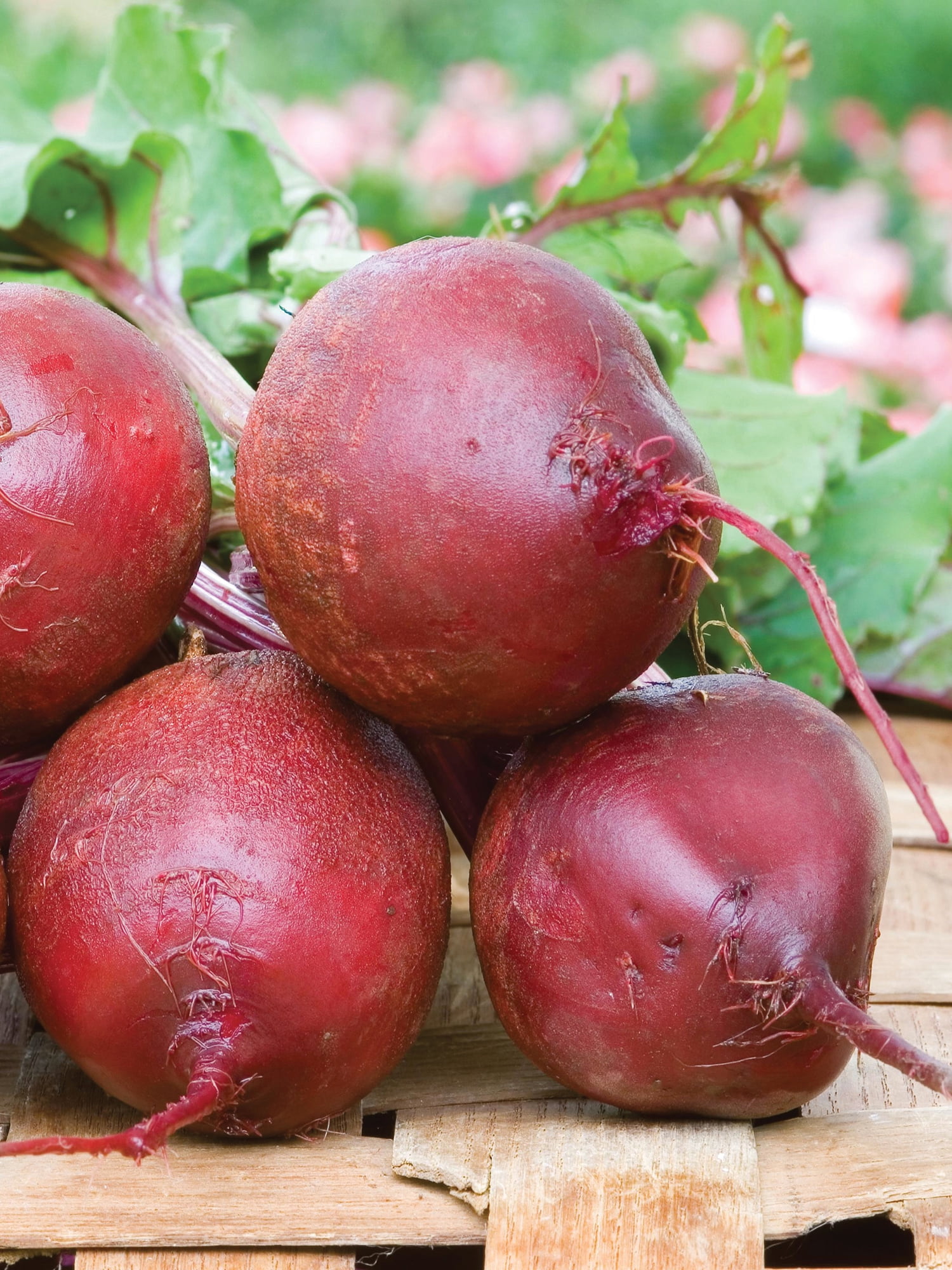 Burpee Detroit Supreme Beet