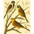 thumbnail image 2 of Rutledge, W. 26x32 White Modern Wood Framed Museum Art Print Titled - Domestic Bird Family I, 2 of 4