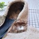thumbnail image 4 of Trendy Pet Coat Fall Autumn Winter Warm Clothes Puppy Dog Apparel Luxury Dog Coat Cat Outfit Accessories Supplies ShopWise Round, 4 of 4