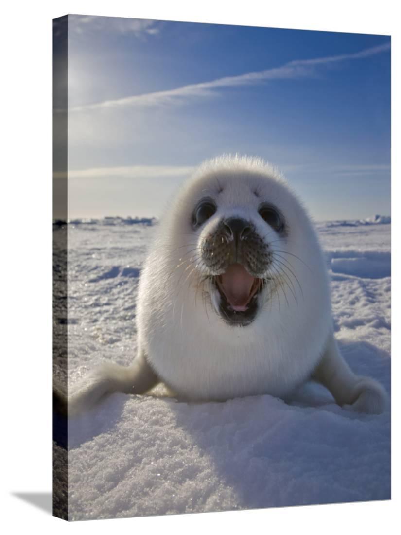 Harp Seal Pup on Ice, Iles De La Madeleine, Canada, Quebec, Animals