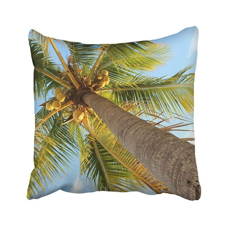 BPBOP Coconut Very Tall Florida Palm Tree Coconuts Gulf Coast Tropical Vacation Pillowcase Pillow Cushion Cover 20x20