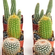 Can't Touch This Collection | Assortment of Hand Selected, Fully Rooted Live Indoor Cacti Plants, 10-Pack,