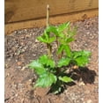 3 for 42 Black Raspberry Plants "Jewel"HighQ