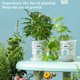 thumbnail image 4 of Gwong Juguete Niños Bonsai Kit Interactivo DIY DIY Alivio de Estrievo para niños Girasol Planting Pot Juego de jardinería para niños Gwong 30011126, 4 of 6