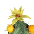 thumbnail image 6 of Northlight 12" Flowering Cactus Artificial Potted Plant - Green/Brown, 6 of 8