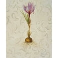 thumbnail image 2 of Pinto, Patricia 20x24 Black Ornate Wood Framed with Double Matting Museum Art Print Titled - Botanica III, 2 of 4
