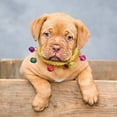 thumbnail image 1 of Soft Acrylic Pet Collar Adjustable For Small Dogs And Cats Lightweight Comfortable Design Ideal For Indoor And Outdoor Adventures, 1 of 5