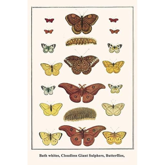 Bath whites, Cloudless Giant Sulphers, Butterflies,-Fine Art Canvas Print (20" x 30")
