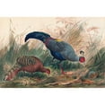 thumbnail image 3 of Joseph Wolf 14x11 Black Modern Framed Museum Art Print Titled - The Siamese Pheasant (1861-1867), 3 of 5