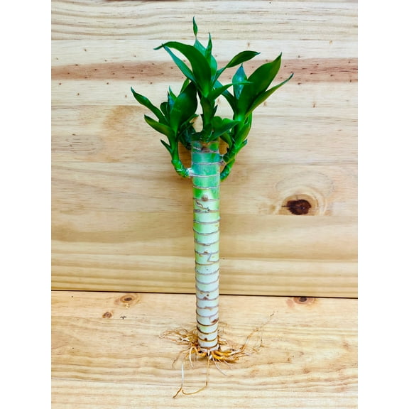 Lucky Lotus Bamboo One 8 Stem