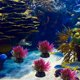 thumbnail image 4 of unbranded 20Ud De Acuáticas Rosa Para Acuario Material Premium Y Exquisito, 4 of 6