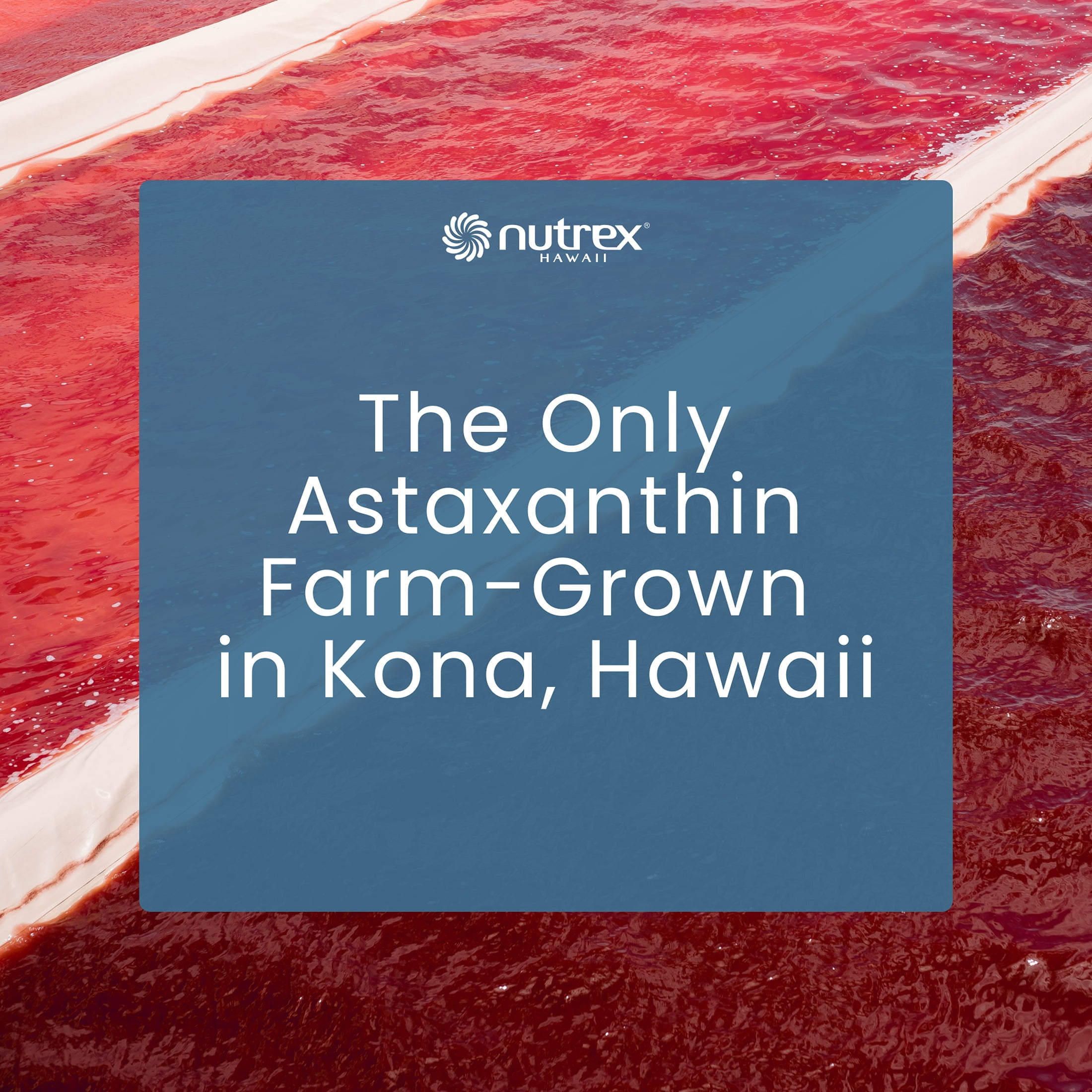 Nutrex Hawaii BioAstin Hawaiian Astaxanthin - Antioxidant Support for Skin and Immune Health - First-Class Microalgae Grown in Kona - Non-GMO and Gluten-Free- Vegan - 12mg Dosage, 60 Citrus Gummies