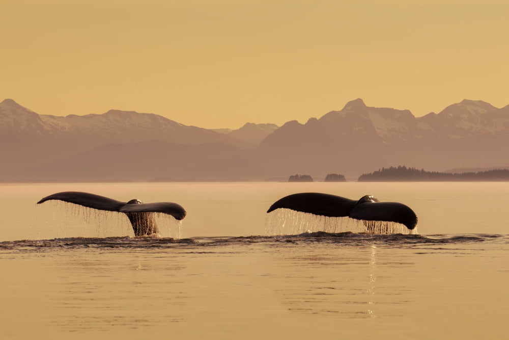 A couple of Humpback whales lift their flukes as they submerge beneath the calm surface of the Inside Passage Frederick Sound at sunset on a summer evening Admiralty Island in the distance Canvas Art