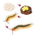 thumbnail image 4 of Ciempiés de plástico realista Sunnimix Juego educativo de biología ciclo de 4, 4 of 8