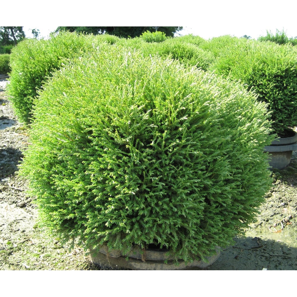 Mr. Bowling Ball 'Linesville' Arborvitae 4" pot Thuja Proven