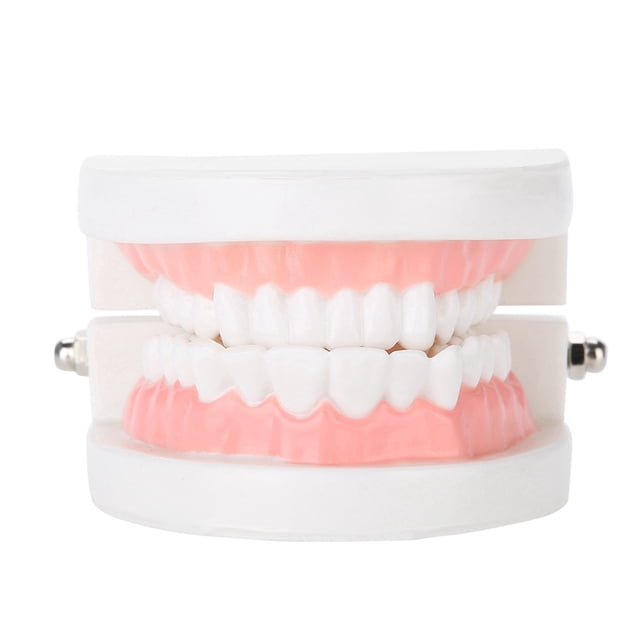 Modelo de dentadura dental, herramienta de enseñanza médica, modelo estándar de dientes para adultos, 28 Uds.
