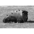 thumbnail image 2 of Frank, Jacob W. 14x11 Black Modern Framed Museum Art Print Titled - Starlings on a Sleeping Bison, Yellowstone National Park, 2 of 4
