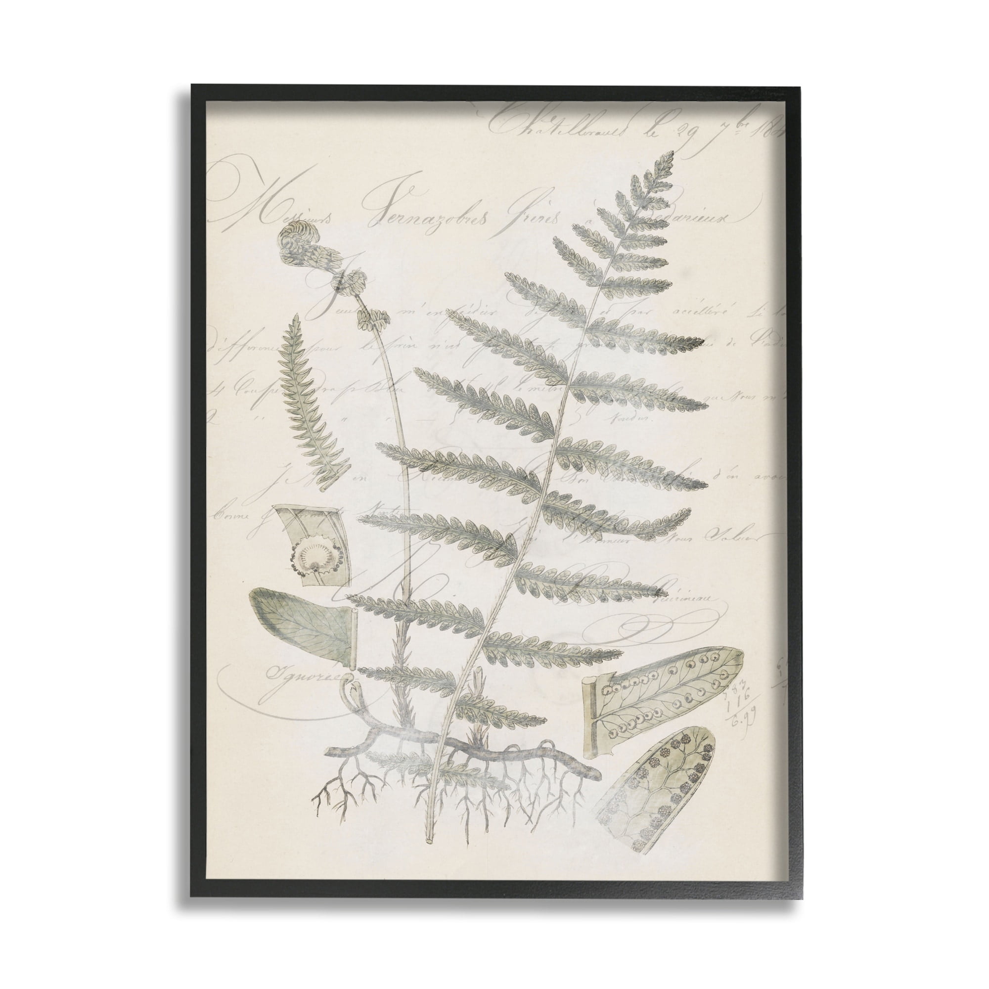 Stupell Industries Latin Study Vintage Fern Botanical Botanical & Floral Drawing Gray Framed Art Print Wall Art