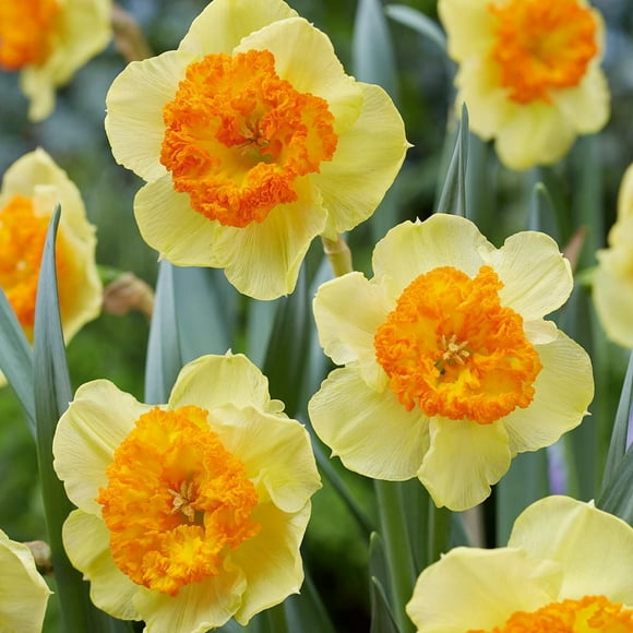 TASC Narcissus Flower Bulbs-Narcissus Large Cupped Berlin(10 Bulbs)