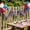A, variant on Independence Day Red White Blue Star Decorative Ribbon Flexible Plastic Streamer for Holiday Party Venue Layout Gift Wrapping Home Festival Ornament