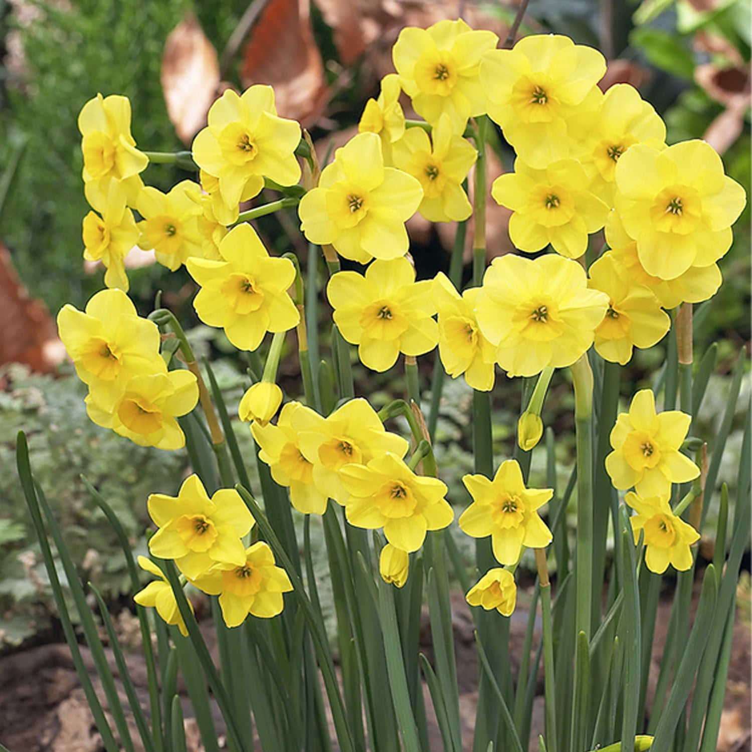 Van Zyverden Award Winning Perennial Deer Resistant Daffodil Blend Set of 5 Bulbs Multicolor Partial Sun Perennial Fragrant 1 lb