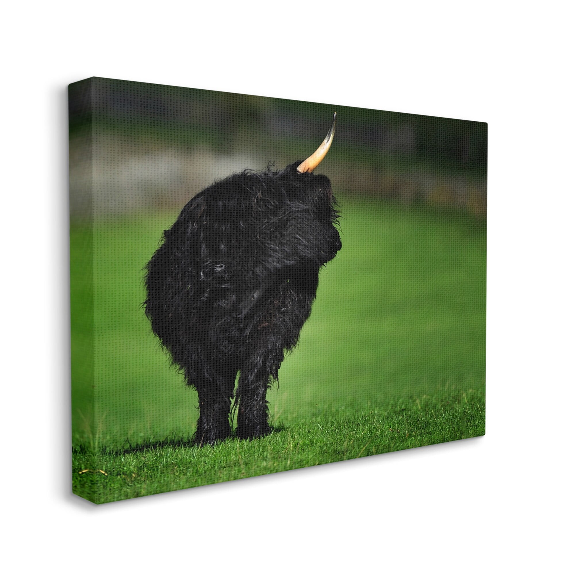 Stupell Industries Fuzzy Yak Looking Away Lush Grass Field Photograph Gallery Wrapped Canvas Print Wall Art, Design by James Dobson