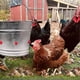 thumbnail image 3 of 10 comederos de agua para pollos con boquilla, bebederos automáticos para pollos, cuencos de plástico para beber., 3 of 5