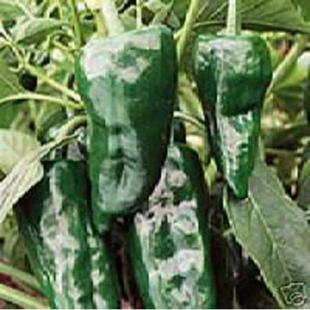 Pepper Hot Poblano Ancho Great Heirloom Vegetable 30 (Best Way To Germinate Pepper Seeds)