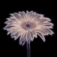 thumbnail image 2 of Frank, Assaf 20x20 Black Ornate Wood Framed with Double Matting Museum Art Print Titled - FTBR 1657 Gerbera, 2 of 4