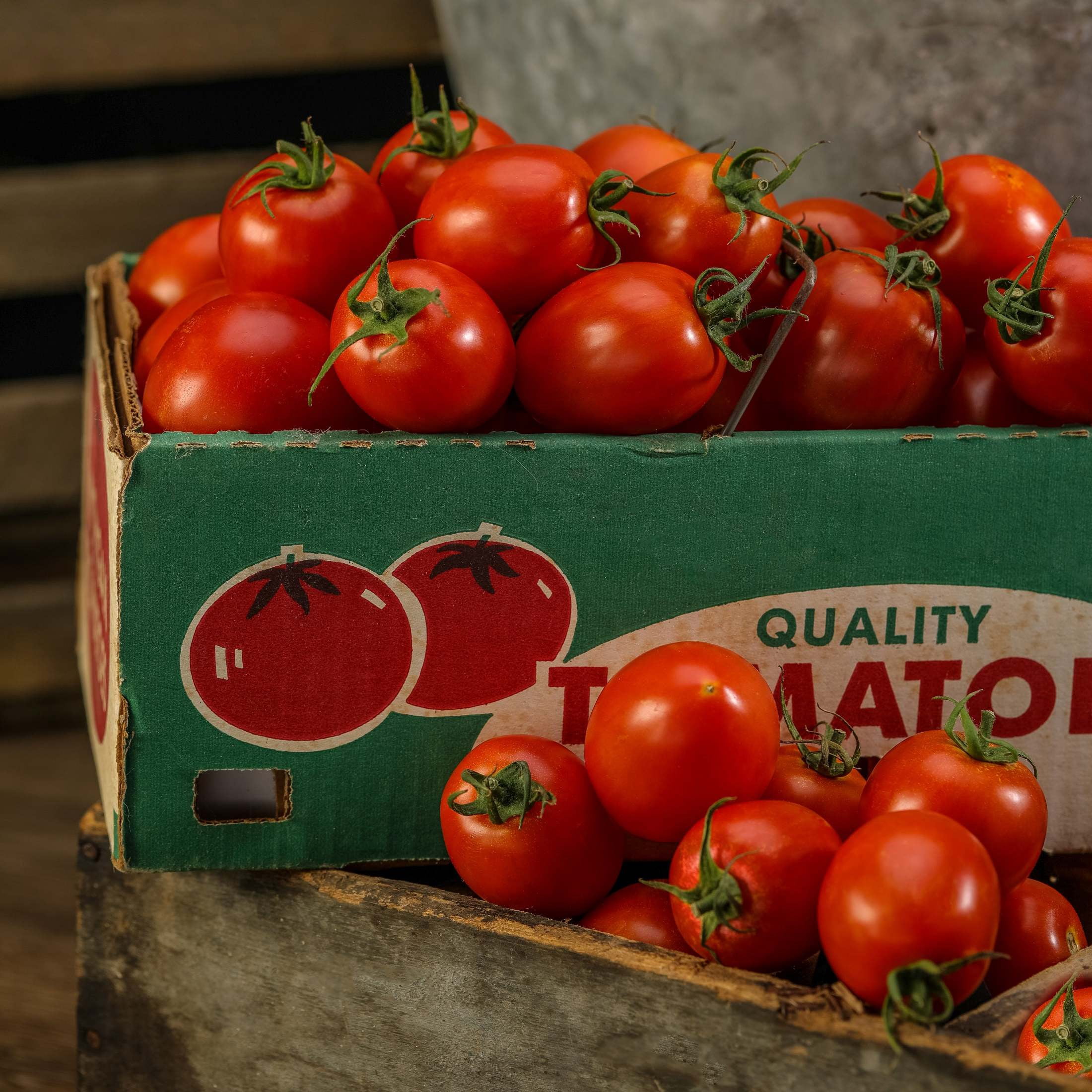 Proven Winners 4" Tempting Tomatoes Garden Gem Snack Tomato Live Plant in 4.25" Pot (4 Count)