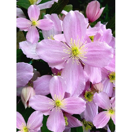 Laminated Poster Climbing Plant Pink Clematis Montana Flowers Spring Print 11 X 17 Laminated Poster Climbing Plant Pink Clematis Montana Flowers Spring Print 11 X 17