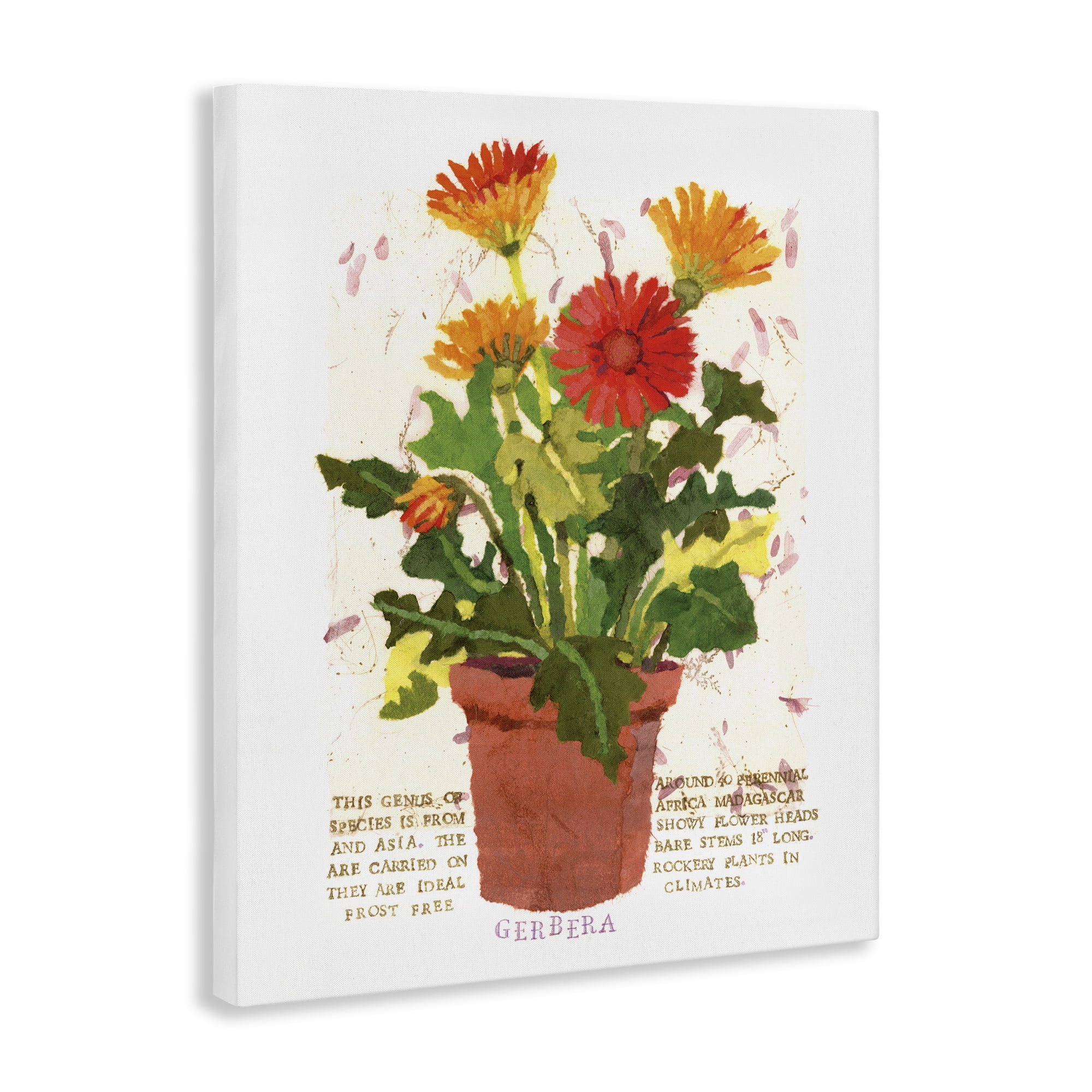 Stupell Industries Potted Gerbera Daisies Botanical & Floral Painting Gallery Wrapped Canvas Art Print Wall Art, 16 x 20