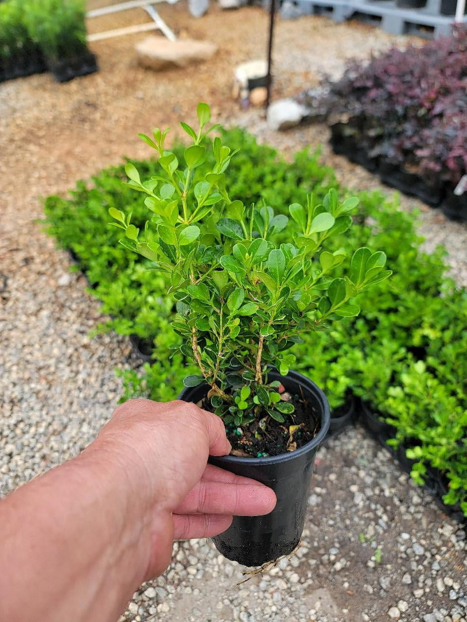Little Missy Dwarf Boxwood - Live Plant ( 1 QT ) - Evergreen - Full Sun