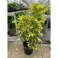thumbnail image 6 of Schefflera Variegated, 6 of 6