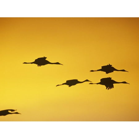It Was Twilight And Sandhill Cranes >> Sandhill Cranes Flying At Twilight Grus Canadensis North America Print Wall Art By Steve Maslowski It Was Twilight And Sandhill Cranes >> Sandhill Cranes Flying At Twilight Grus Canadensis North America Print Wall Art By Steve Maslowski