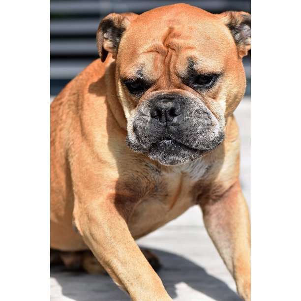 Pet Dog Continental Bulldog Animal Portrait Animal 12 Inch By 18 Inch Laminated Poster With Bright Colors And Vivid Imagery Fits Perfectly In Many Attractive Frames Walmart Com Walmart Com
