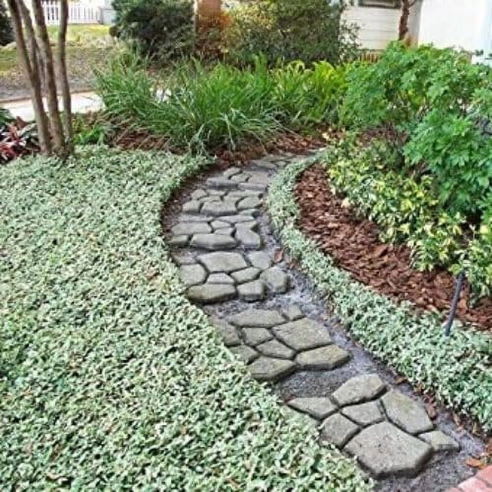 Variegated Jasmine Minima I 1 Large Gallon Size Plant I Trachelospermum Asiaticum  Live Unique Two-Tone Foliage for Eye-Catching Landscapes, Low-Growing Ground Cover