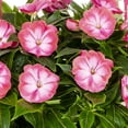thumbnail image 2 of Sunpatiens 3QT Multicolor Impatiens Live Plants with Decorative Planter, 2 of 2