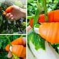 thumbnail image 3 of SHELLTON Separator Finger Knife, Garden Silicone Thumb Knife Tools, Havesting Plant Picking Knife, Plucking Thumb Finger Cutter for Trimming Garden Plants Vegetables Orange, 3 of 6