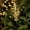 Gold, variant on Artificial Berry Branch Bundle 16.9 in 12 Prong Gold Christmas Floral Filler Decor
