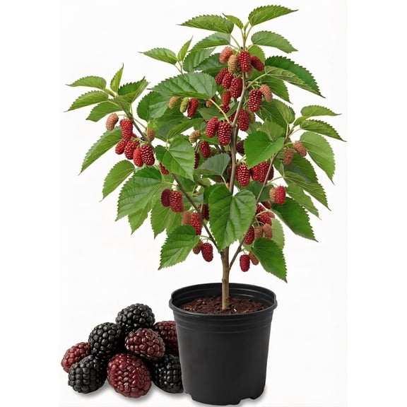 Red Mulberry Tree Starter Plant, 4-8 Inches Tall, Full Sun, USDA Zones 4-9, Ships Bare Root, No Pot