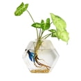 thumbnail image 3 of Coofit 2PCS Glass Vase Creative Wall Mounted Plant Terrarium Flower Vase Flower Pot, 3 of 5